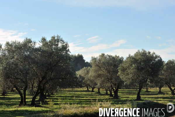 Les oliviers de provence