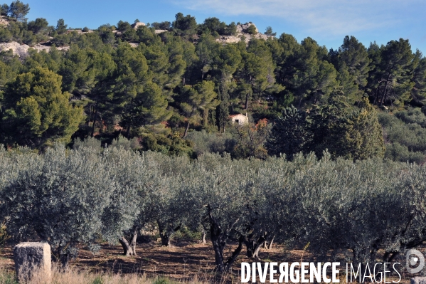 Les oliviers de provence