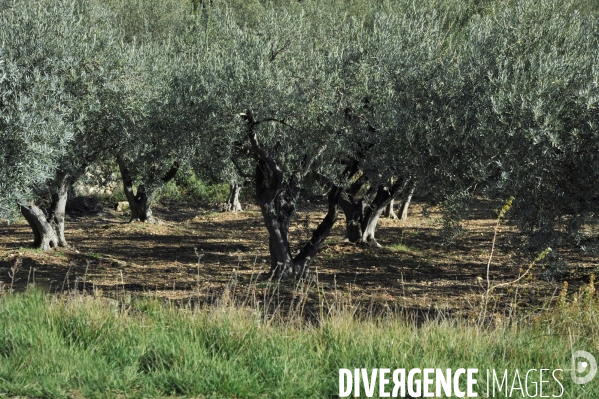 Les oliviers de provence