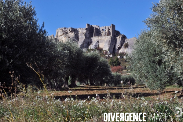 Les oliviers de provence