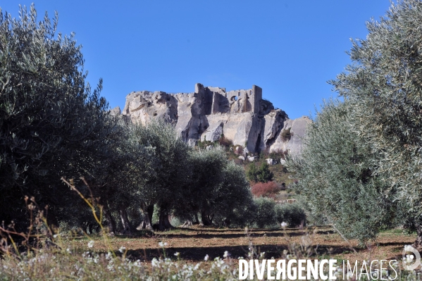 Les oliviers de provence