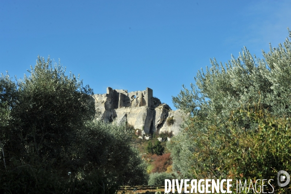 Les oliviers de provence