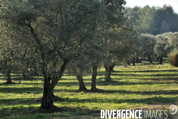 Les oliviers de provence