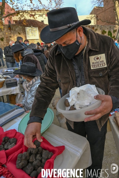 Truffe du Tricastin: Bénédiction canine et business du diamant noir