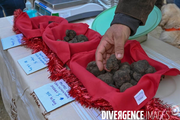 Truffe du Tricastin: Bénédiction canine et business du diamant noir