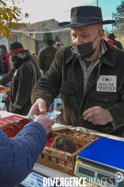 Truffe du Tricastin: Bénédiction canine et business du diamant noir