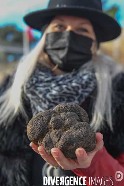 Truffe du Tricastin: Bénédiction canine et business du diamant noir