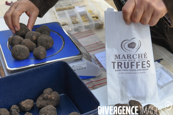 Truffe du Tricastin: Bénédiction canine et business du diamant noir