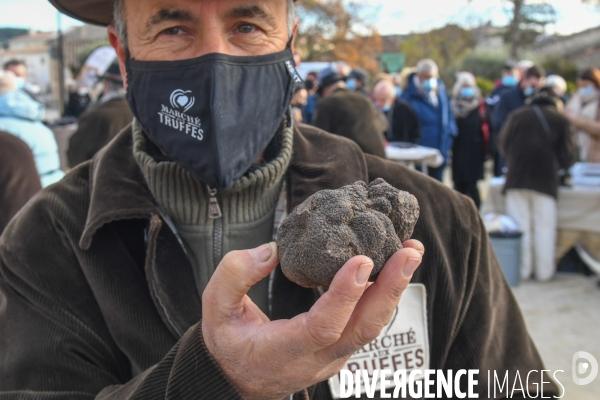 Truffe du Tricastin: Bénédiction canine et business du diamant noir