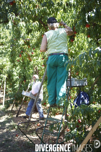 Travailleur Agricole Espagnol en France