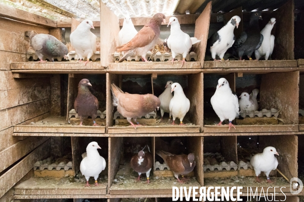 Elevage de pigeons