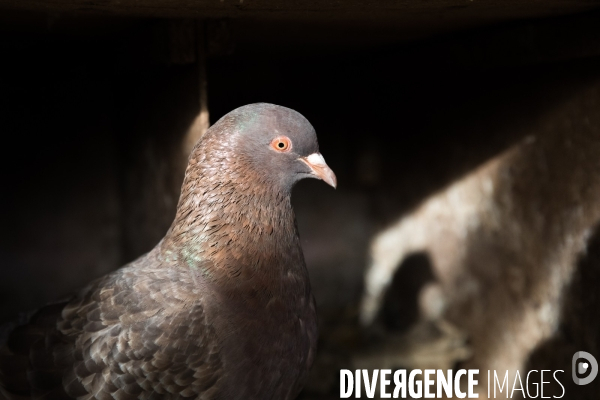 Elevage de pigeons