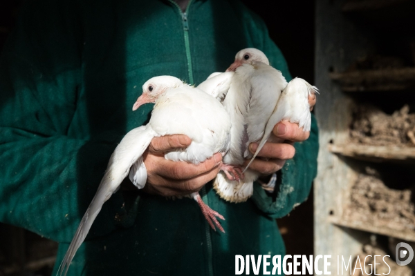 Elevage de pigeons