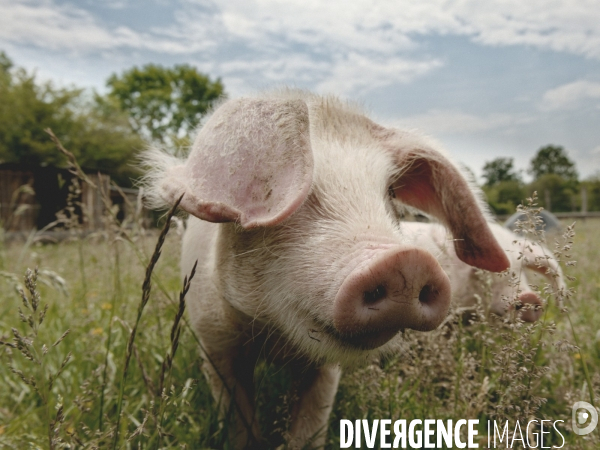 Animaux de la ferme