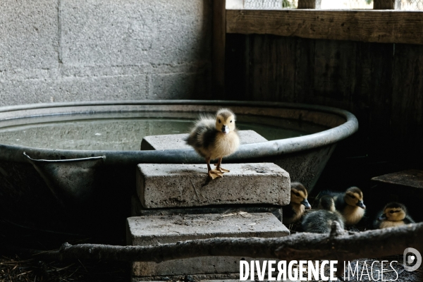 Animaux de la ferme