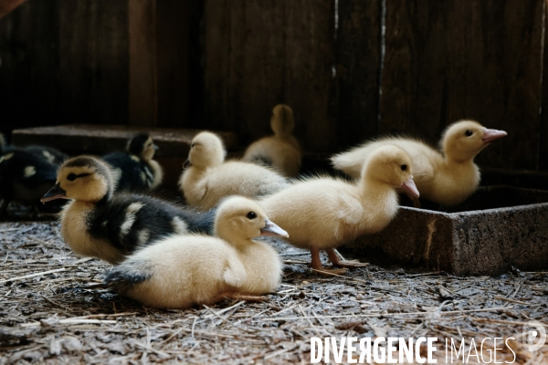 Animaux de la ferme