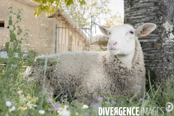 Animaux de la ferme