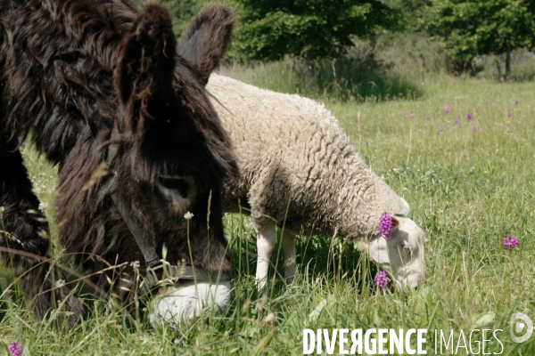 Animaux de la ferme