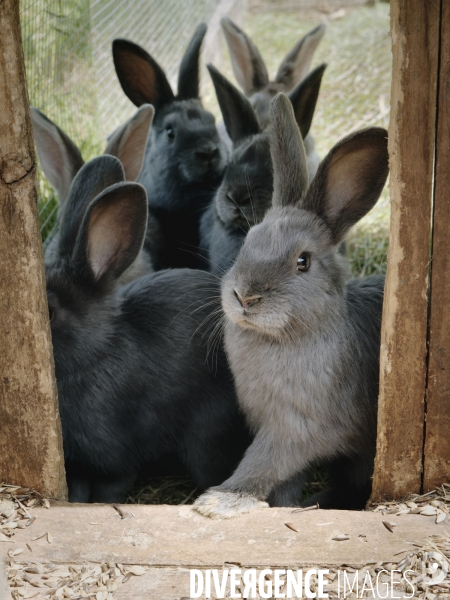 Animaux de la ferme