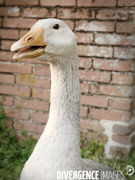 Animaux de la ferme