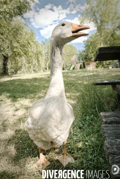 Animaux de la ferme