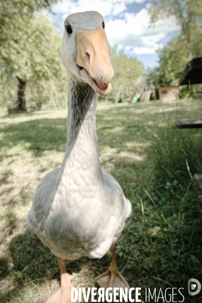 Animaux de la ferme