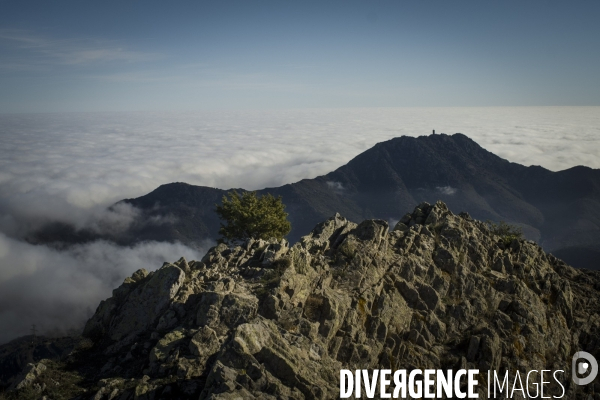 L étrange Forêt de la Massane