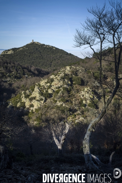 L étrange Forêt de la Massane