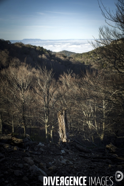 L étrange Forêt de la Massane