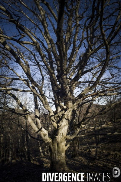 L étrange Forêt de la Massane