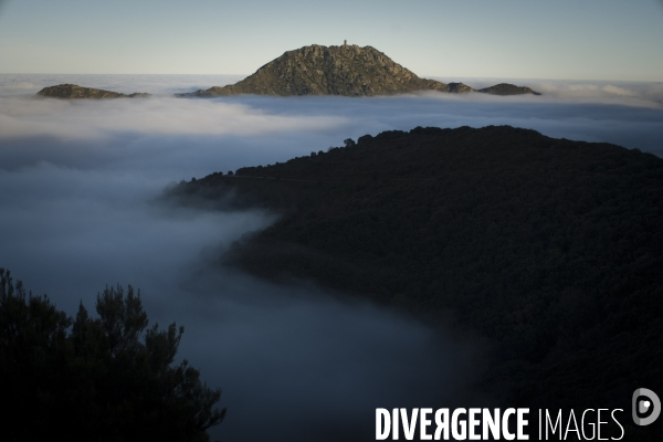 L étrange Forêt de la Massane