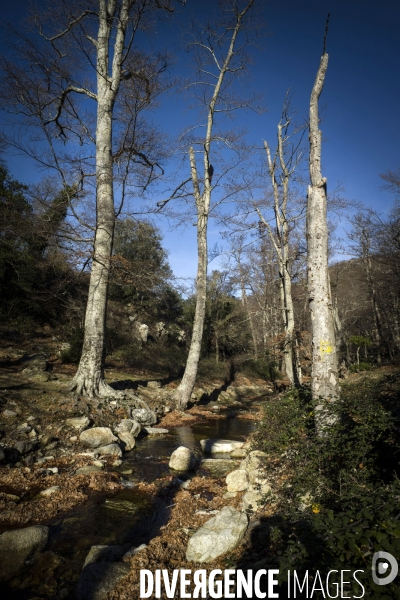 L étrange Forêt de la Massane