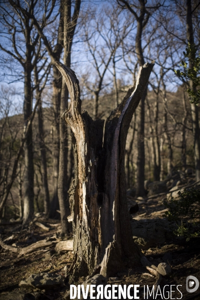 L étrange Forêt de la Massane