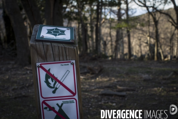 L étrange Forêt de la Massane