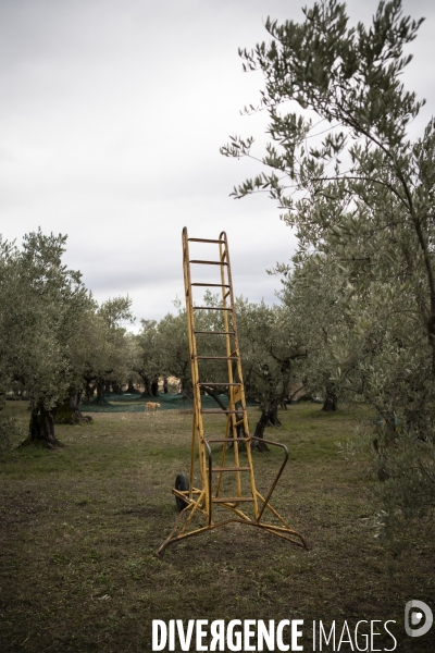 Récolte tardive des olives