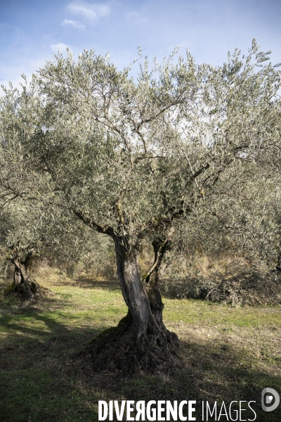 Récolte tardive des olives