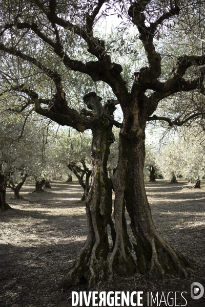 Récolte tardive des olives