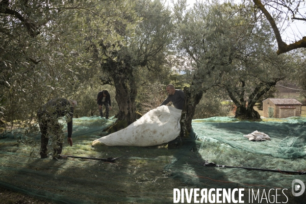 Récolte tardive des olives