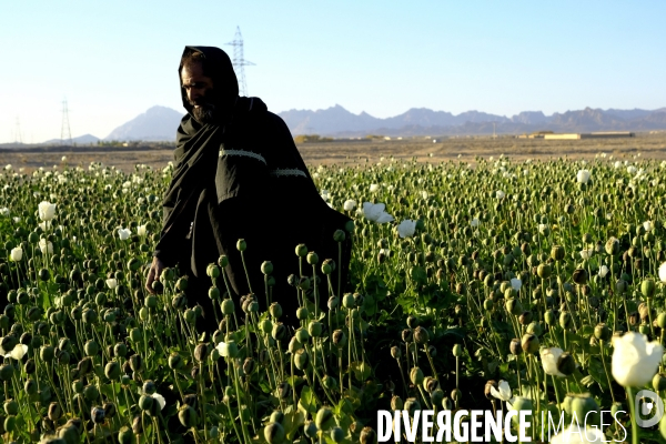 Des agriculteurs afghans continue de cultiver du pavot à opium à Kandahar.   Afghan Farmers Continue Growing Opium Poppy in Kandahar.