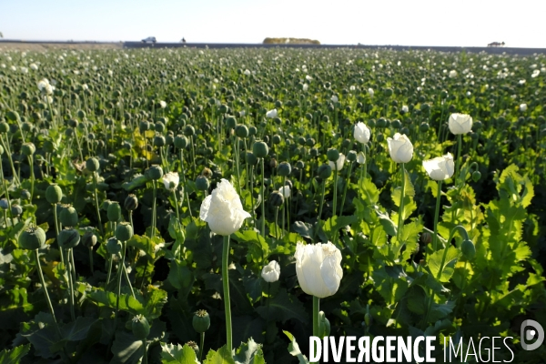 Des agriculteurs afghans continue de cultiver du pavot à opium à Kandahar.   Afghan Farmers Continue Growing Opium Poppy in Kandahar.