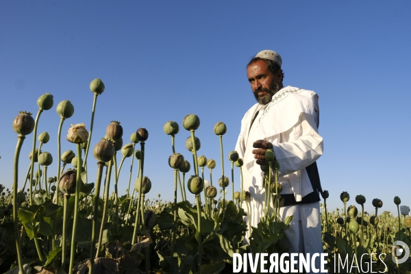 Des agriculteurs afghans continue de cultiver du pavot à opium à Kandahar.   Afghan Farmers Continue Growing Opium Poppy in Kandahar.