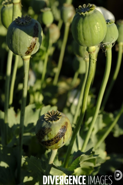 Des agriculteurs afghans continue de cultiver du pavot à opium à Kandahar.   Afghan Farmers Continue Growing Opium Poppy in Kandahar.