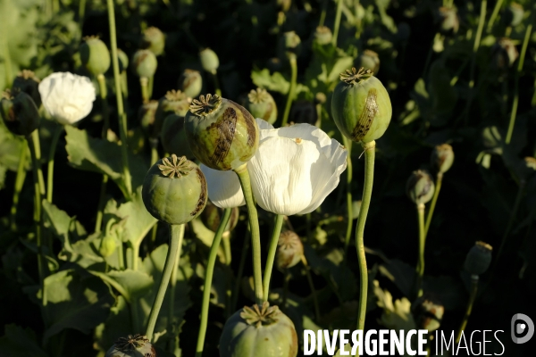 Des agriculteurs afghans continue de cultiver du pavot à opium à Kandahar.   Afghan Farmers Continue Growing Opium Poppy in Kandahar.