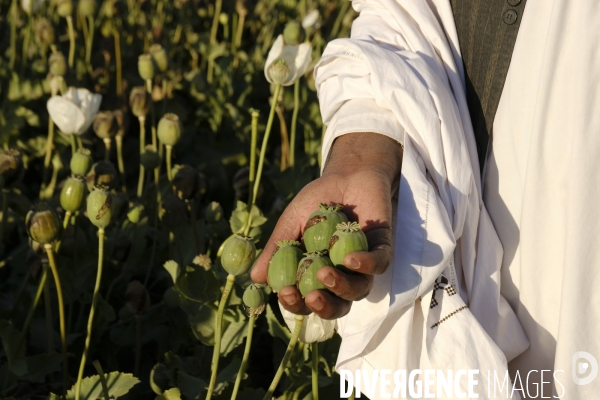 Des agriculteurs afghans continue de cultiver du pavot à opium à Kandahar.   Afghan Farmers Continue Growing Opium Poppy in Kandahar.