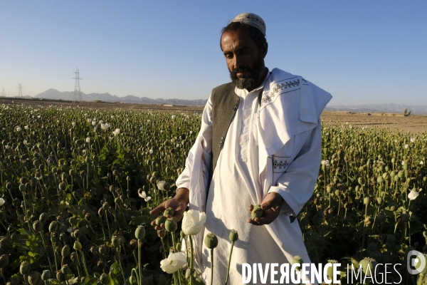 Des agriculteurs afghans continue de cultiver du pavot à opium à Kandahar.   Afghan Farmers Continue Growing Opium Poppy in Kandahar.