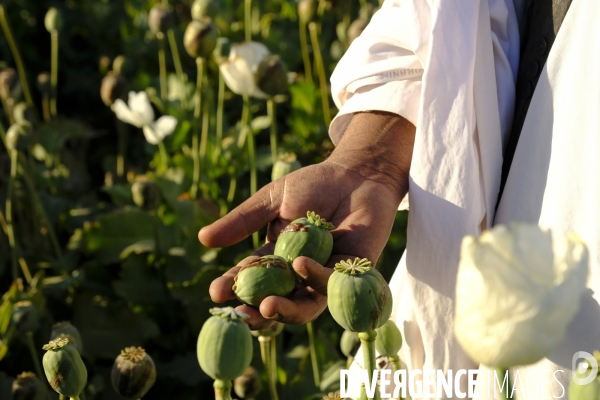 Des agriculteurs afghans continue de cultiver du pavot à opium à Kandahar.   Afghan Farmers Continue Growing Opium Poppy in Kandahar.