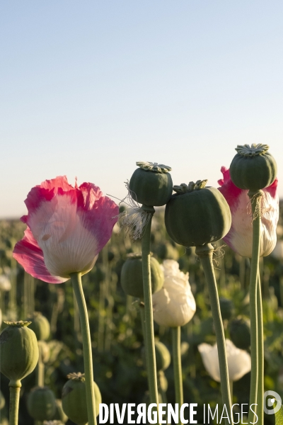 Des agriculteurs afghans continue de cultiver du pavot à opium à Kandahar.   Afghan Farmers Continue Growing Opium Poppy in Kandahar.