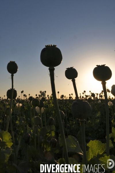 Des agriculteurs afghans continue de cultiver du pavot à opium à Kandahar.   Afghan Farmers Continue Growing Opium Poppy in Kandahar.