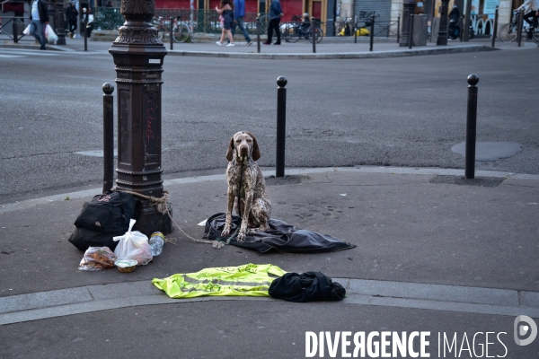 Les chiens, compagnons des gens de la rue et du voyage.