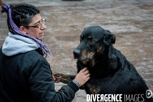 Les chiens, compagnons des gens de la rue et du voyage.